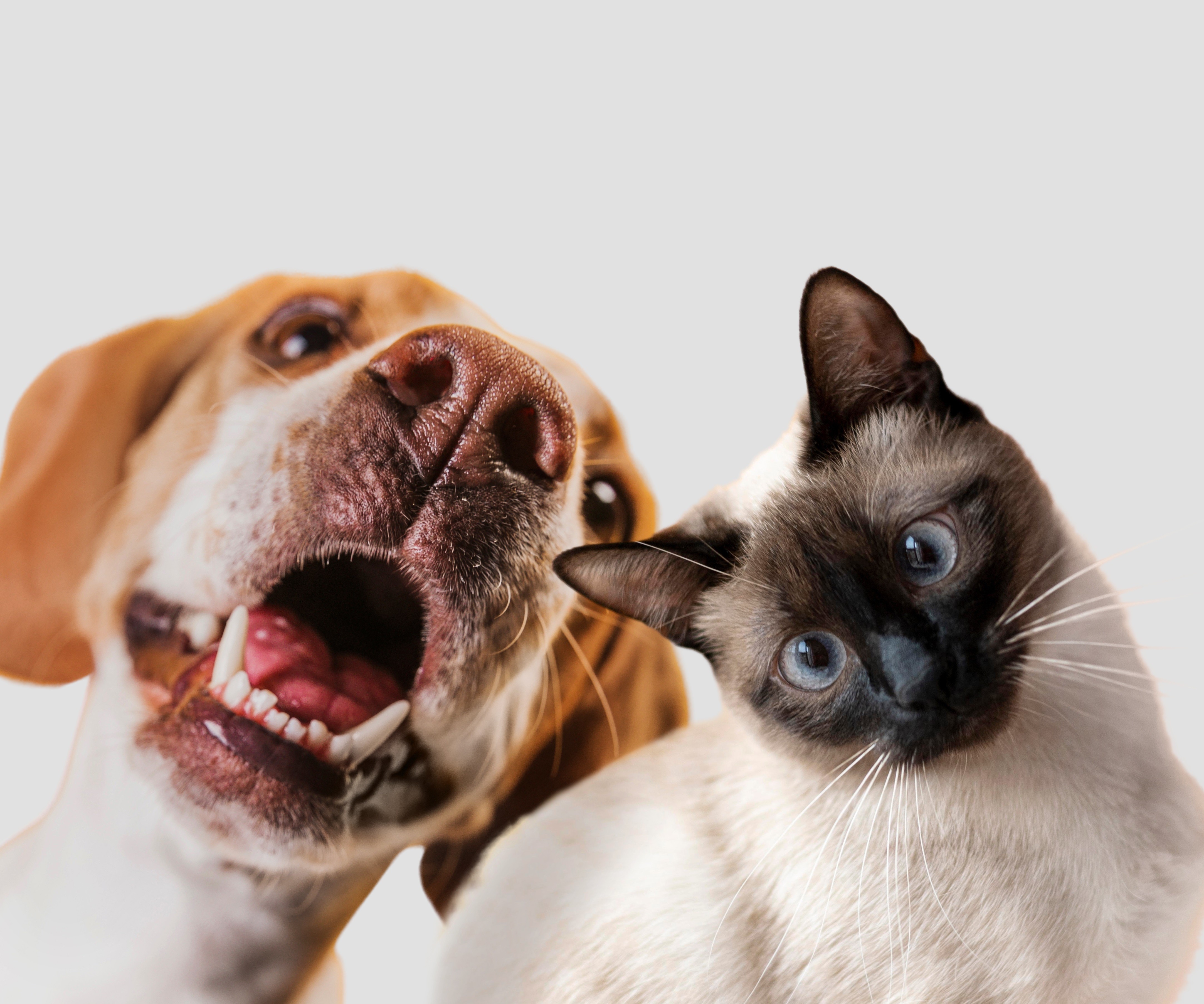 Bazar beneficente arrecada recursos para o projeto Vira Pet