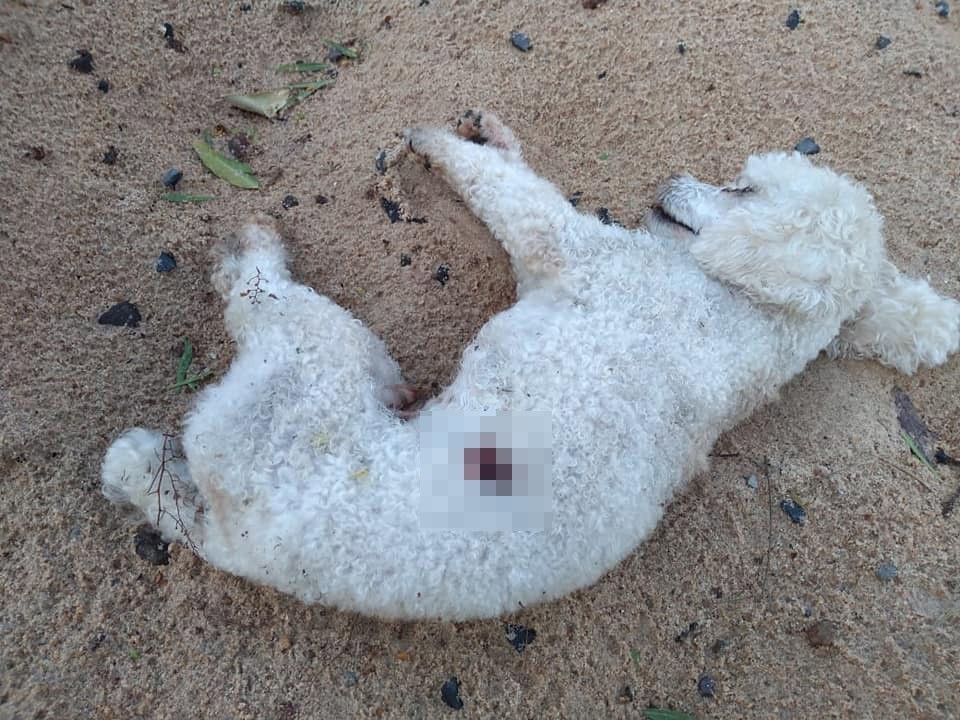 Autópsia confirma que cão encontrado morto foi alvo de tiro