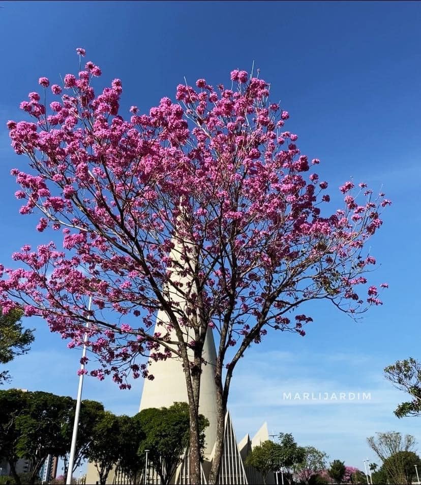 Quarta-feira (27) ensolarada e com altas temperaturas em Maringá
