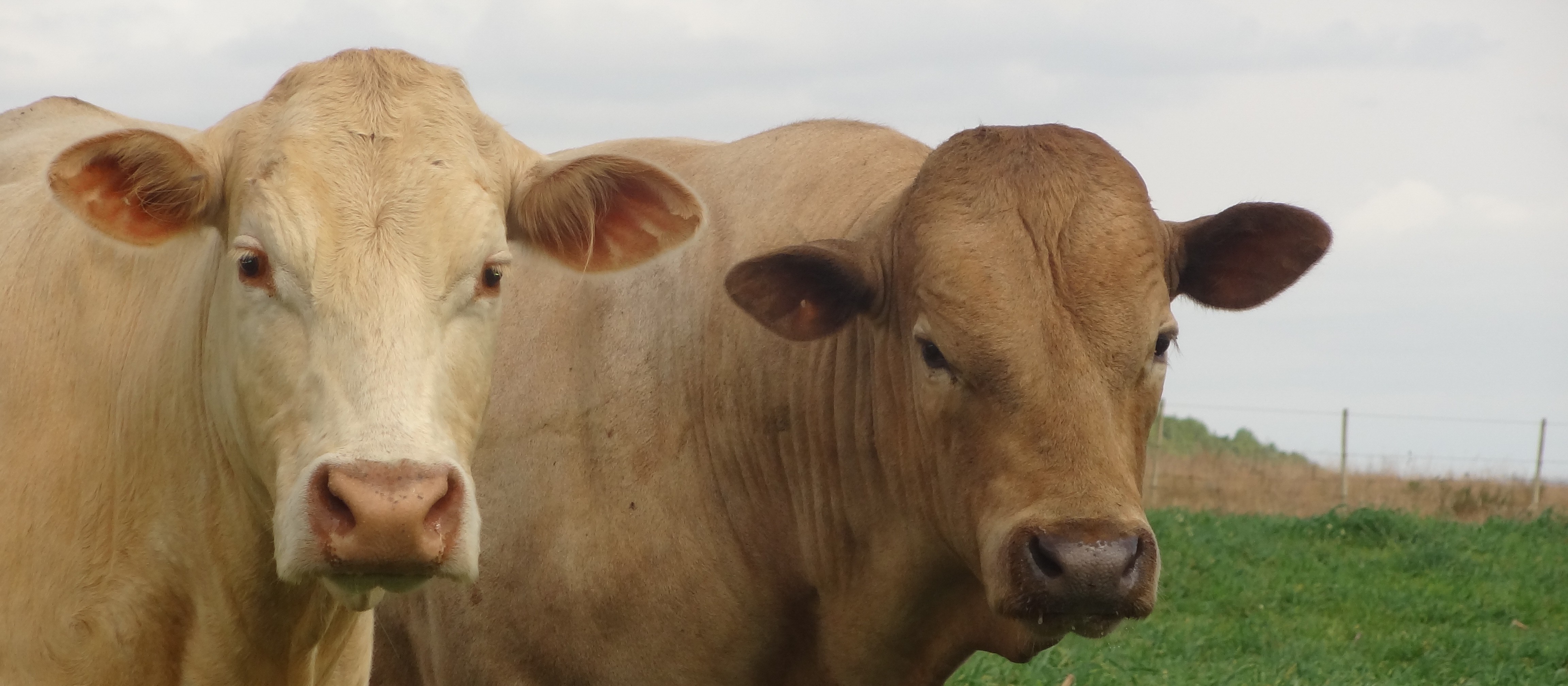 Boi gordo custa R$ 152,00 a arroba em Londrina