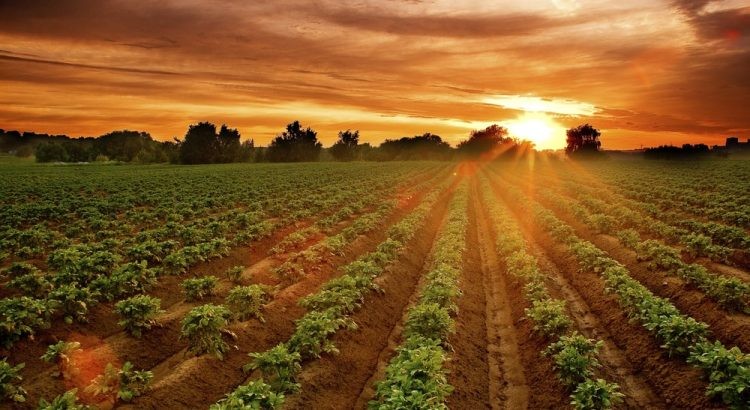 Maior subvenção deve atrair novos segurados