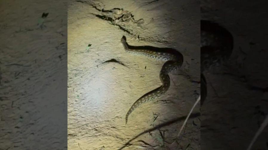 Cobra de 1 metro é capturada dentro de quarto de casa