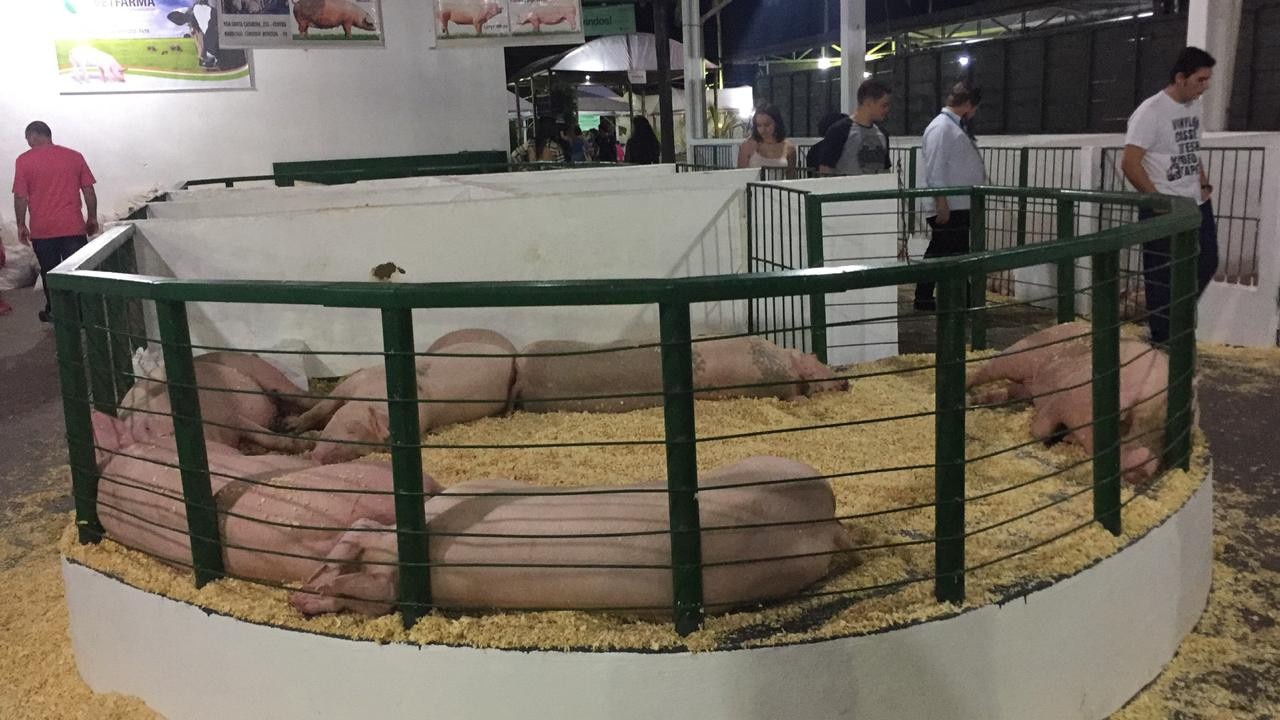 50% dos suínos expostos na Expoingá  foram comercializados em apenas três dias