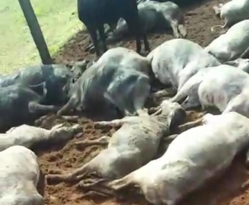 Raio mata pecuarista e várias cabeças de gado em Loanda; vídeo