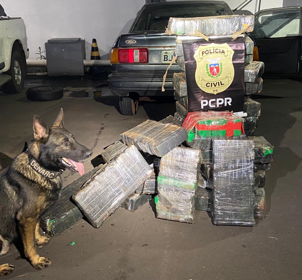 Três são presos em operação da Denarc que apreendeu 273 kg de maconha