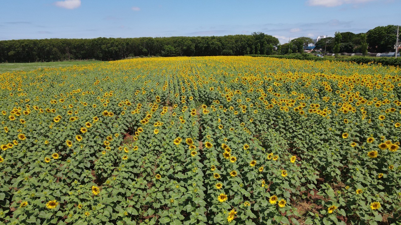 Eurogarden Maringá define data de abertura da temporada dos girassóis
