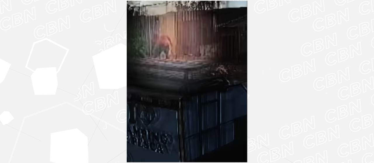 Imagens mostram homem atirando filhote na rua; ele irá responder por maus-tratos