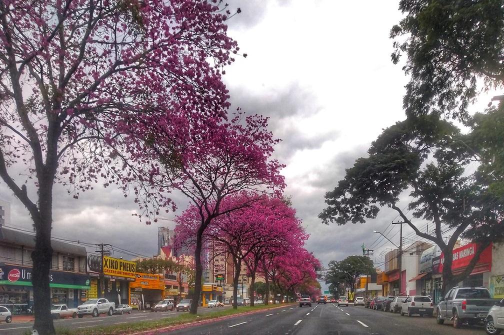Avenida Colombo será municipalizada