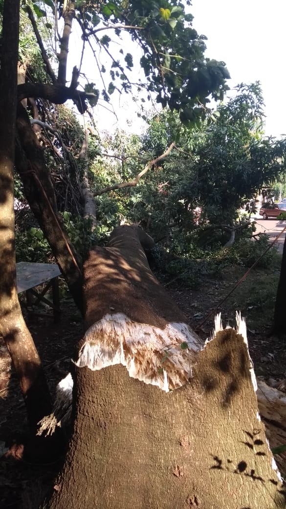 Árvore de grande porte cai em frente a residência do jardim Atami