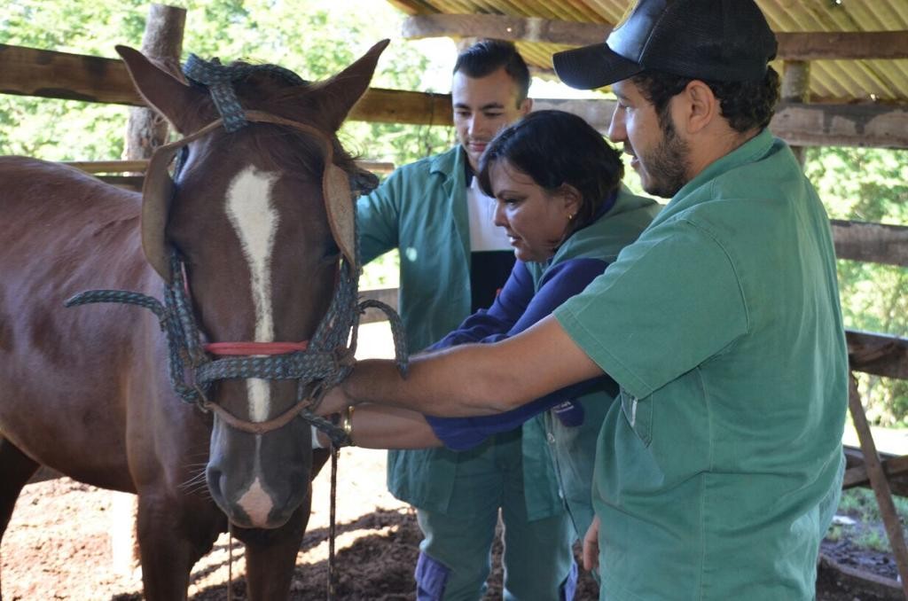Adapar publica portaria sobre validade de exames de Anemia Infecciosa Equina