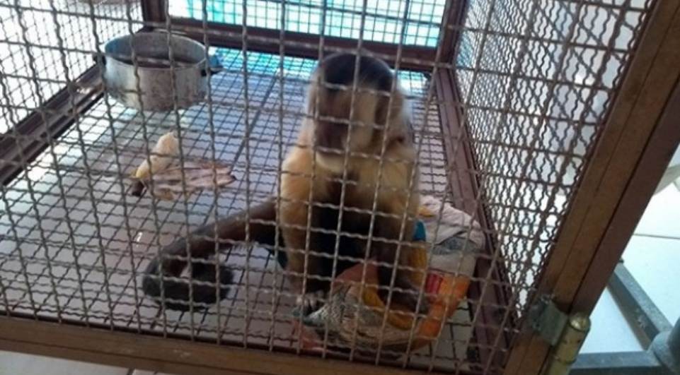 Macaco invade residência e morde morador em Umuarama