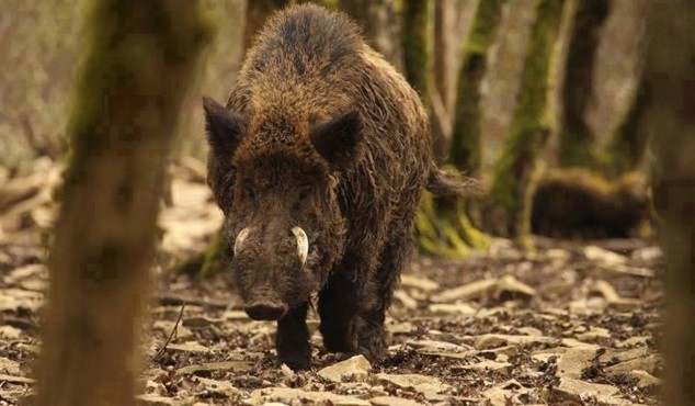 Paraná estuda estratégia para conter superpopulação de javalis