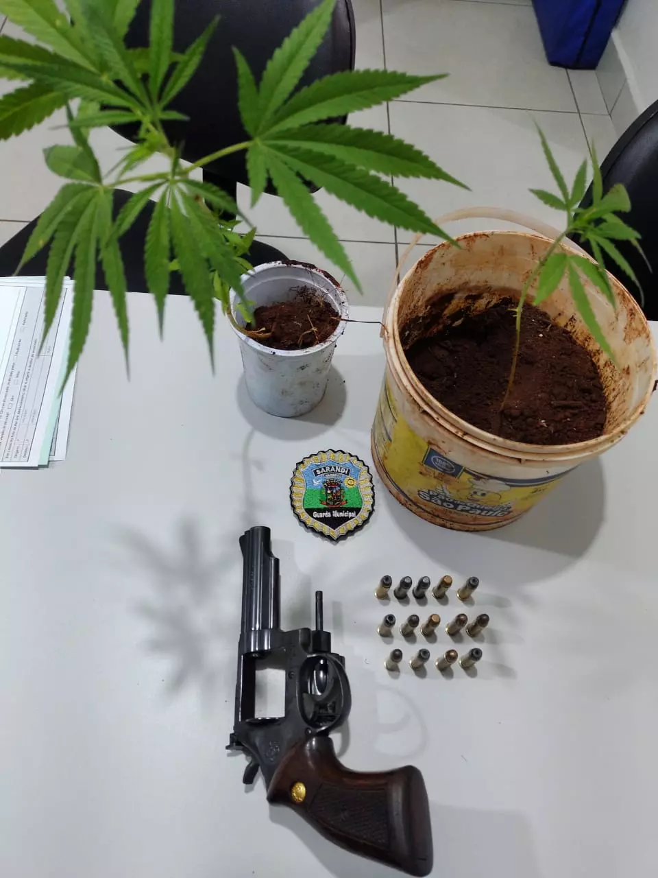 Dois são presos e pés de maconha são apreendidos em Sarandi durante operação