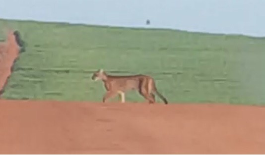 Onças são vistas em canavial de Maringá