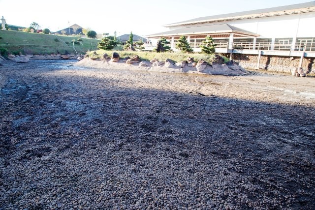 500 carpas serão colocadas em tanques no Parque do Japão
