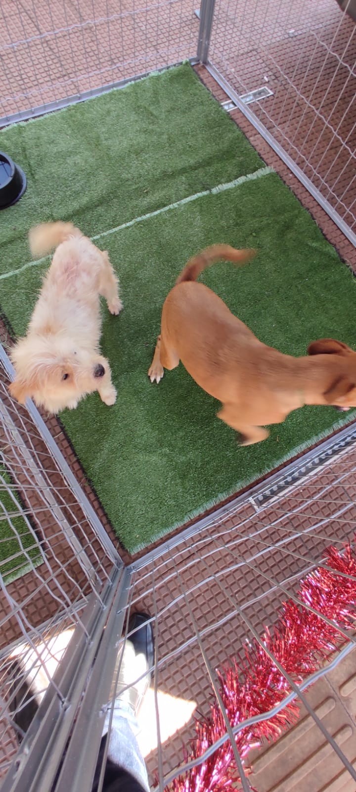 Campanha combate maus-tratos aos animais em Maringá