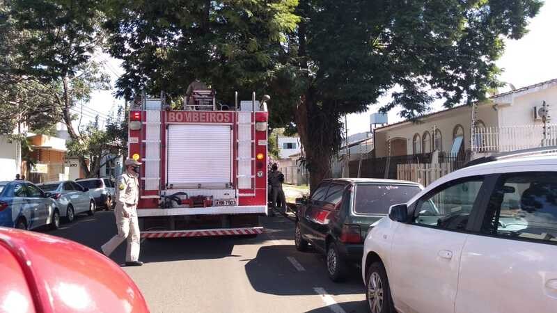 Resgate de arara-canindé mobiliza bombeiros no centro de Maringá