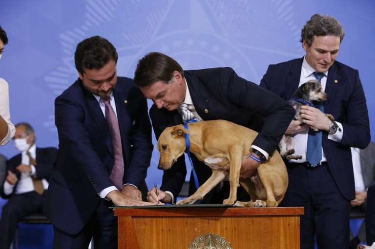 Presidente sanciona lei que pune com prisão maus-tratos a cães e gatos