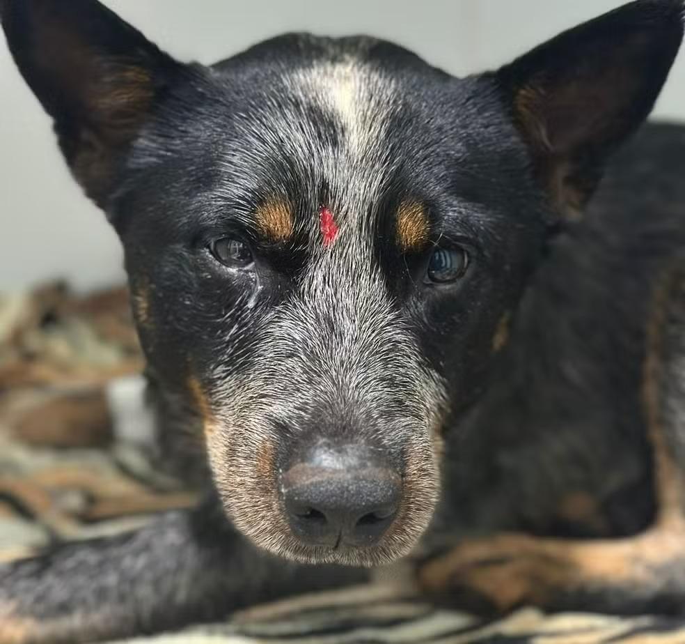 Tutor é preso após ser flagrado espancando cão