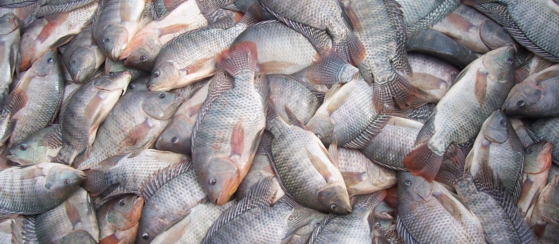 Preço médio da tilápia cai em Mato Grosso do Sul e São Paulo