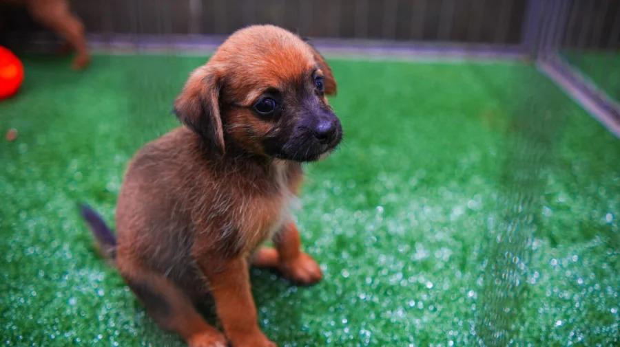 Maringá terá feirinha de adoção de animais neste sábado, 17