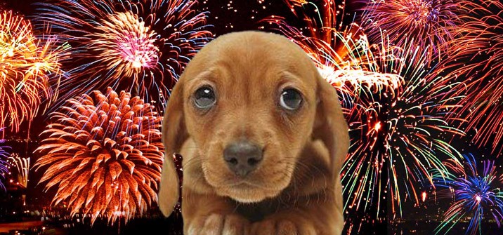 Por que os cães têm tanto medo de fogos de artifício?