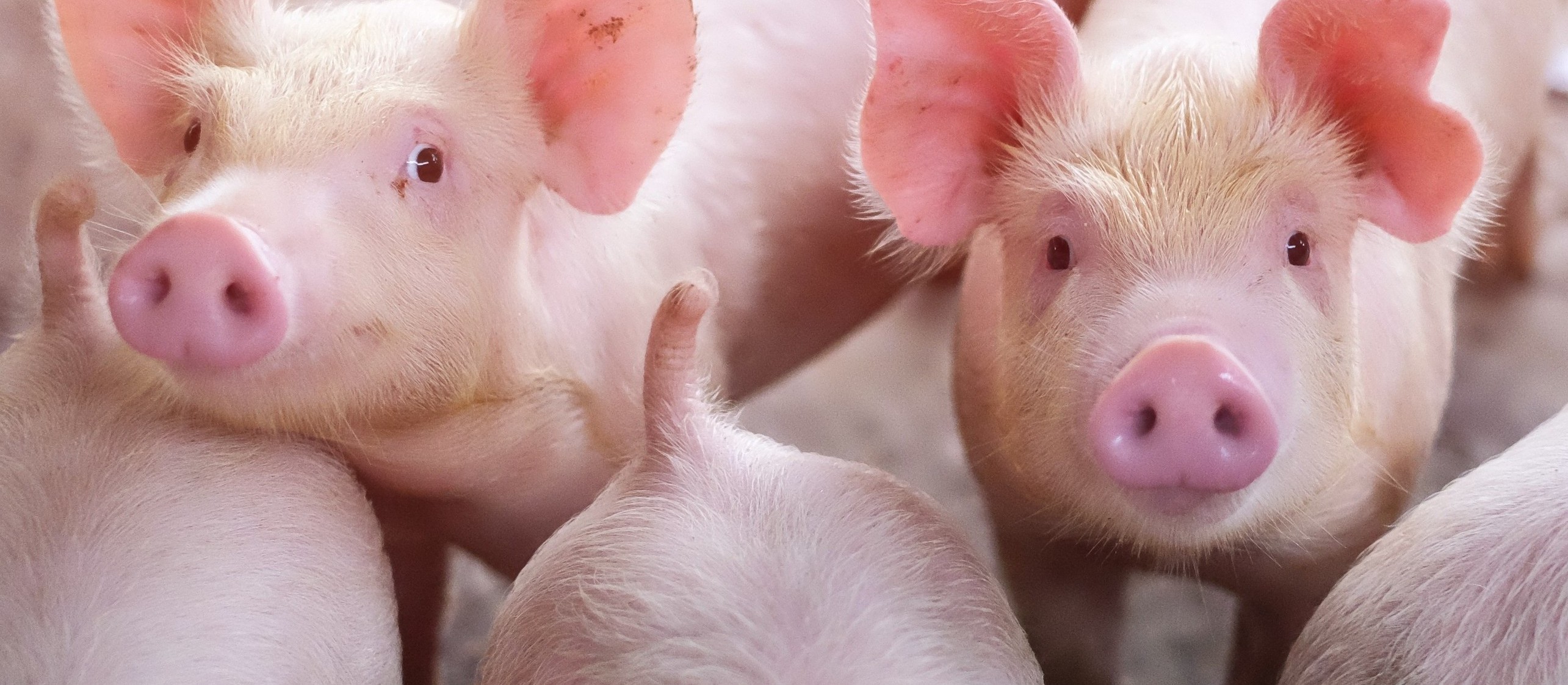 Suíno custa R$ 4,80 o quilo em Campo Mourão