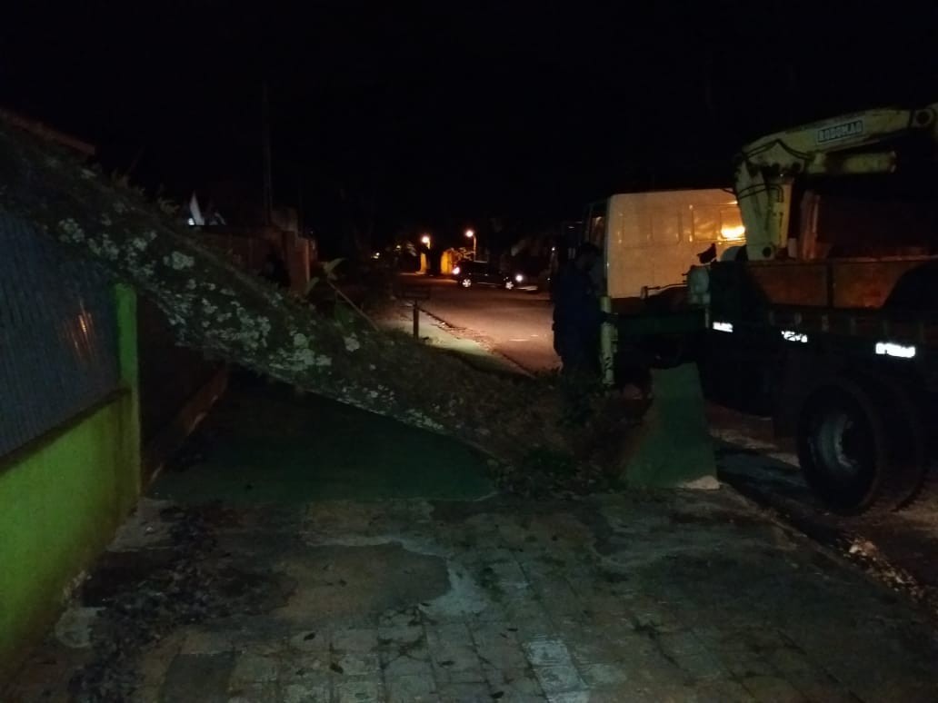 Árvore cai sobre residência na Zona 7