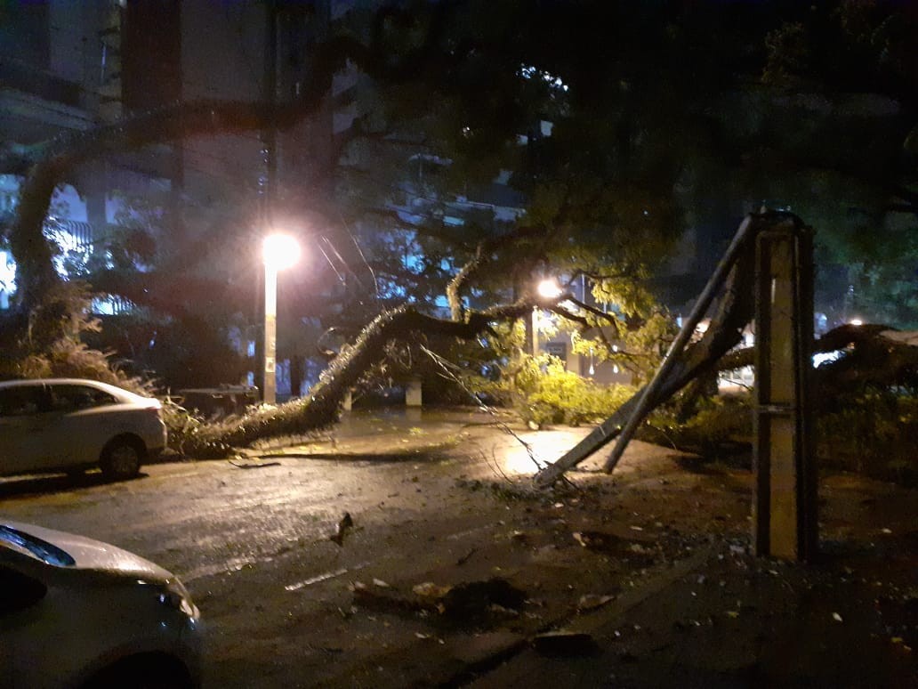 Vídeo: morador escapa por pouco de queda de árvore