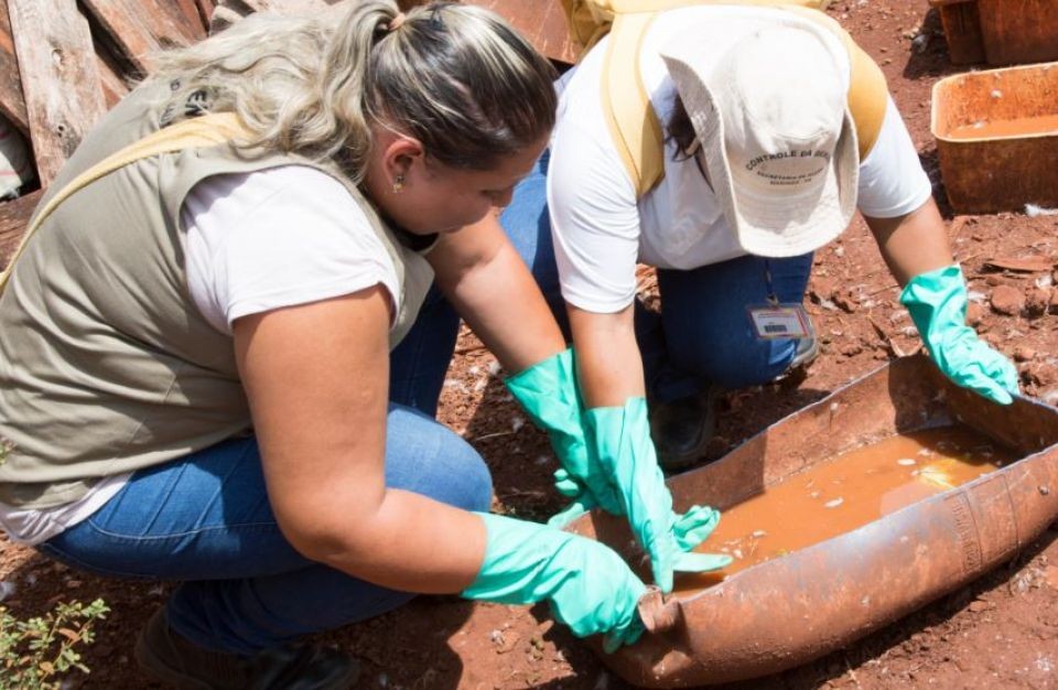 De cada cem imóveis de Maringá, 1,1 tem focos do mosquito transmissor da dengue