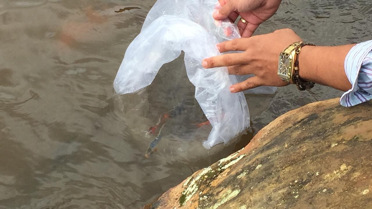 Pesquisadores da UEM soltam carpas com pureza genética