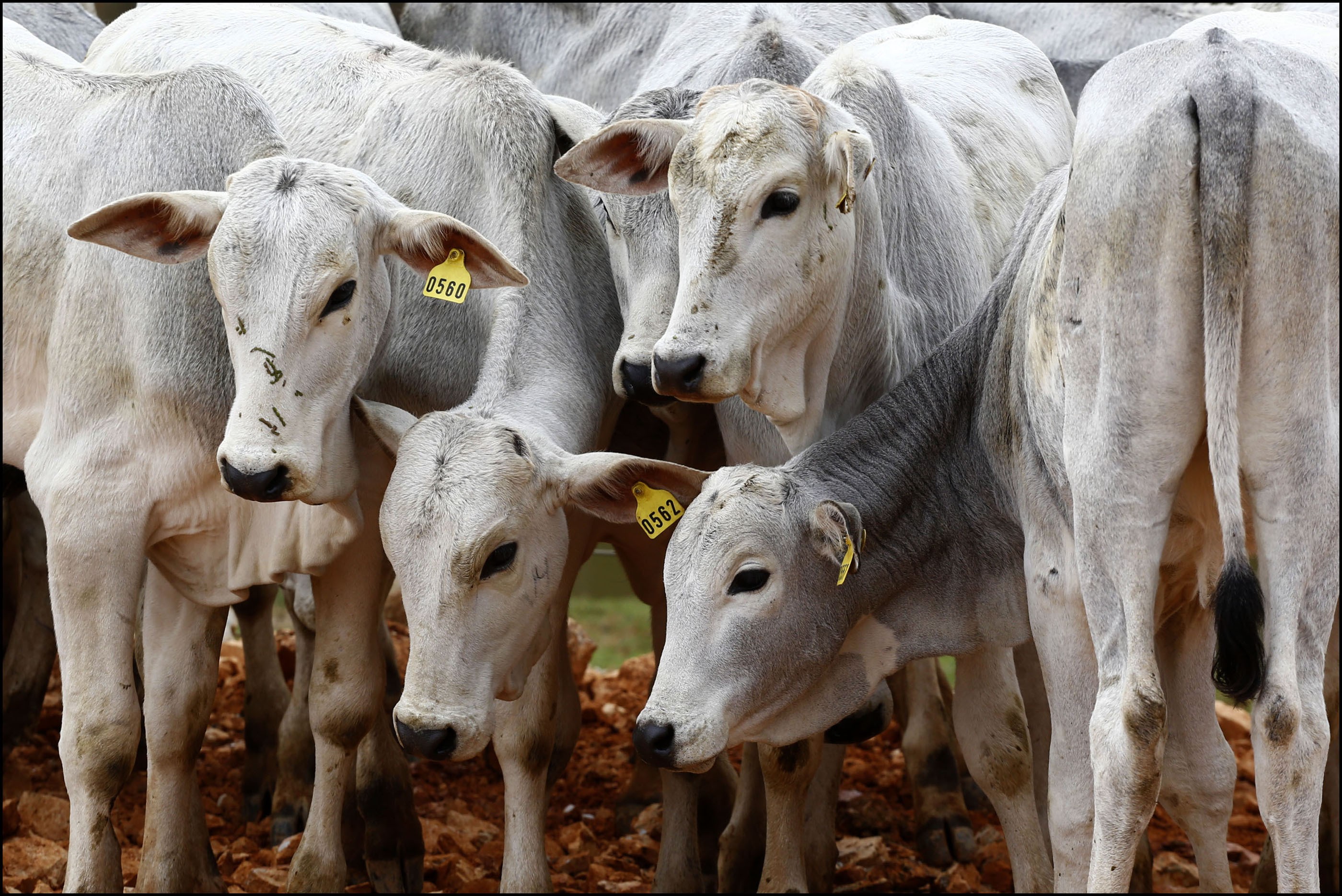 IAP regulamenta empreendimentos rurais na bovinocultura