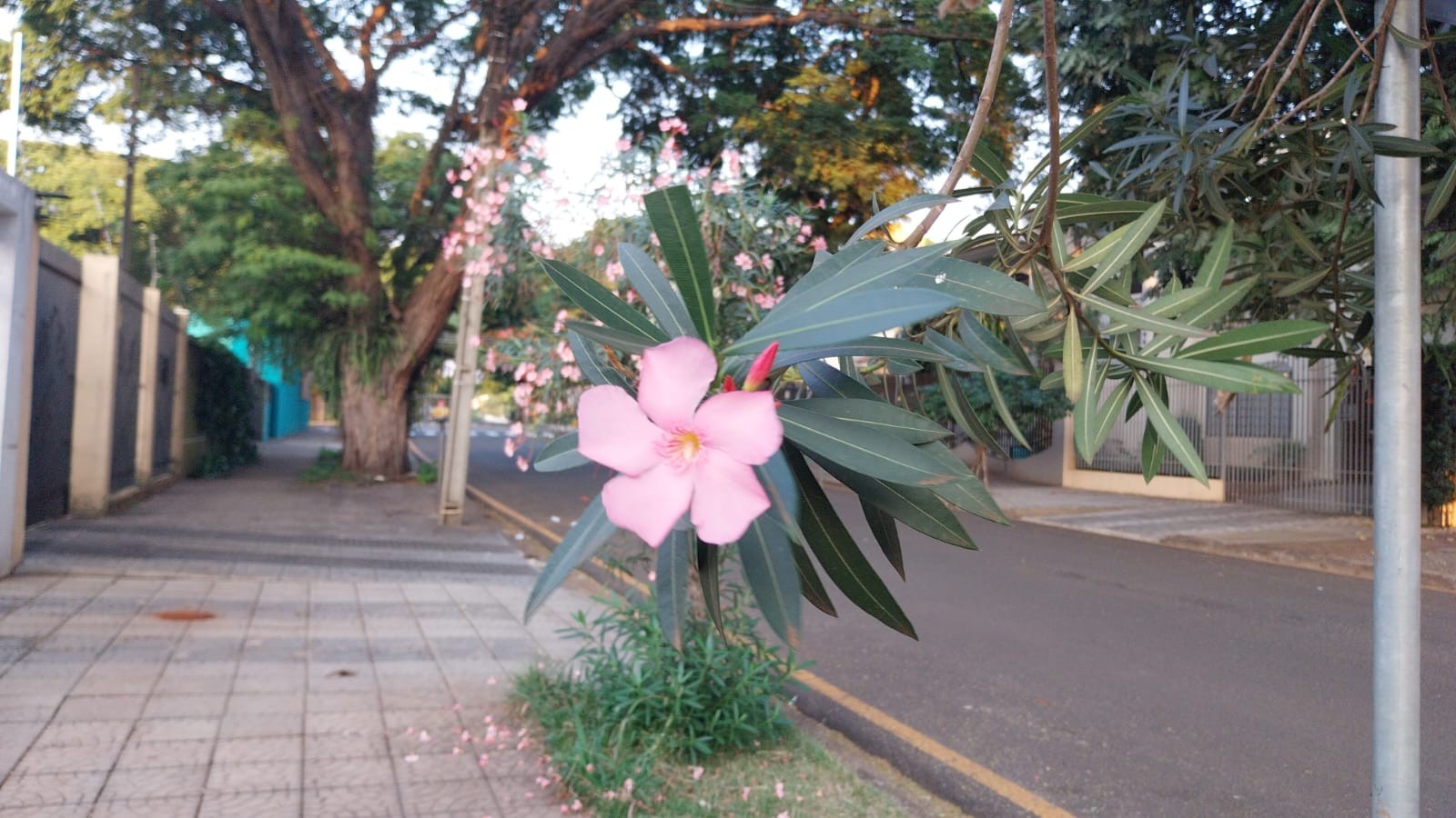 Confira o tempo neste domingo (28) em Maringá