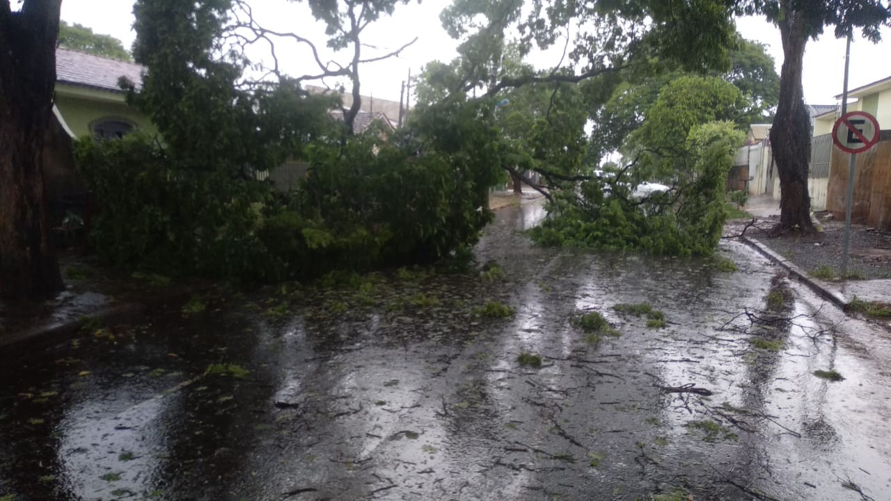 Das 30 árvores que caíram em Maringá, oito atingiram casas e veículos