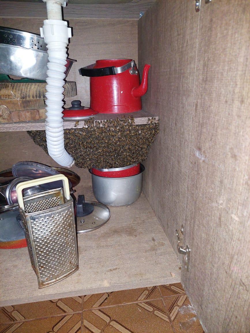 Enxame de abelhas se aloja em cozinha de residência