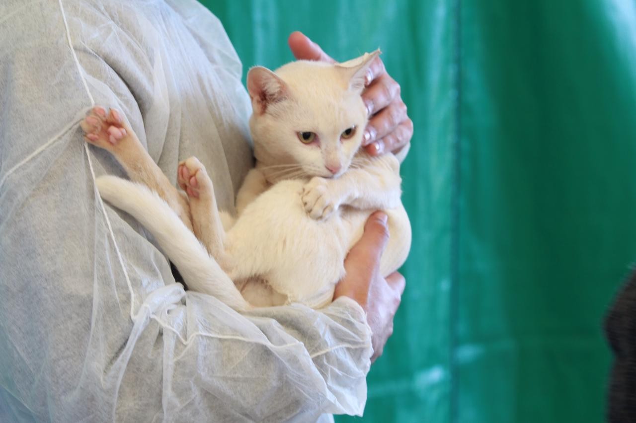 Sarandi abre inscrições para mutirão de castração de pets