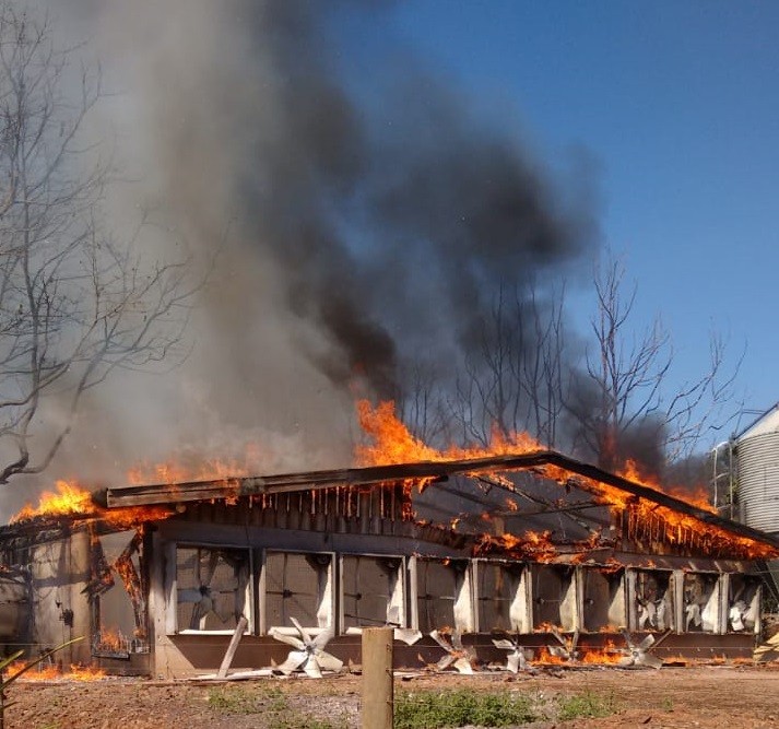Incêndio destrói granja e mata quase 40 mil frangos