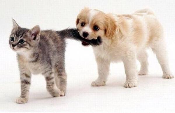 Raiva: o que é, sintomas e tratamentos