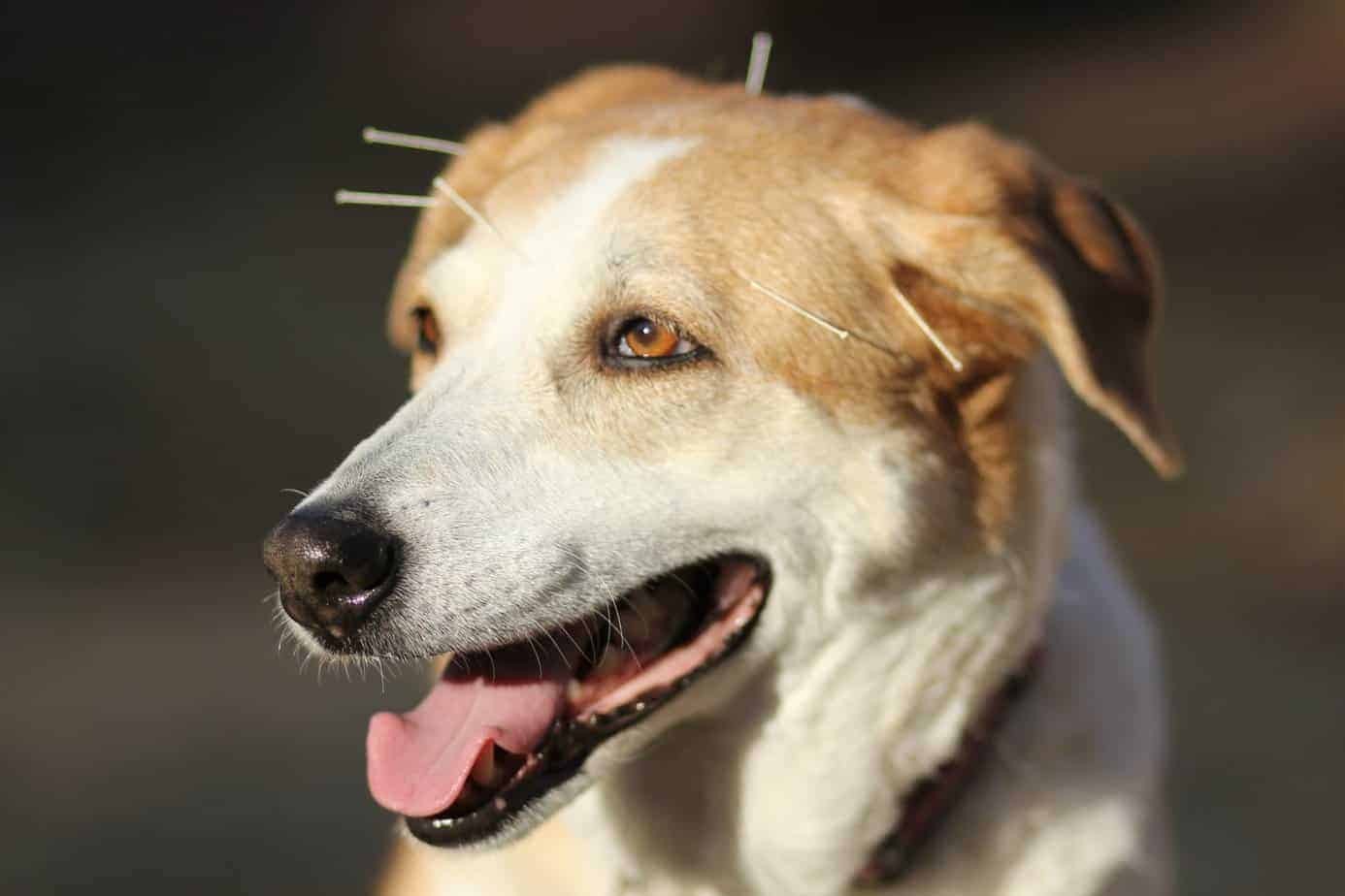 Terapias alternativas e a medicina veterinária integrativa