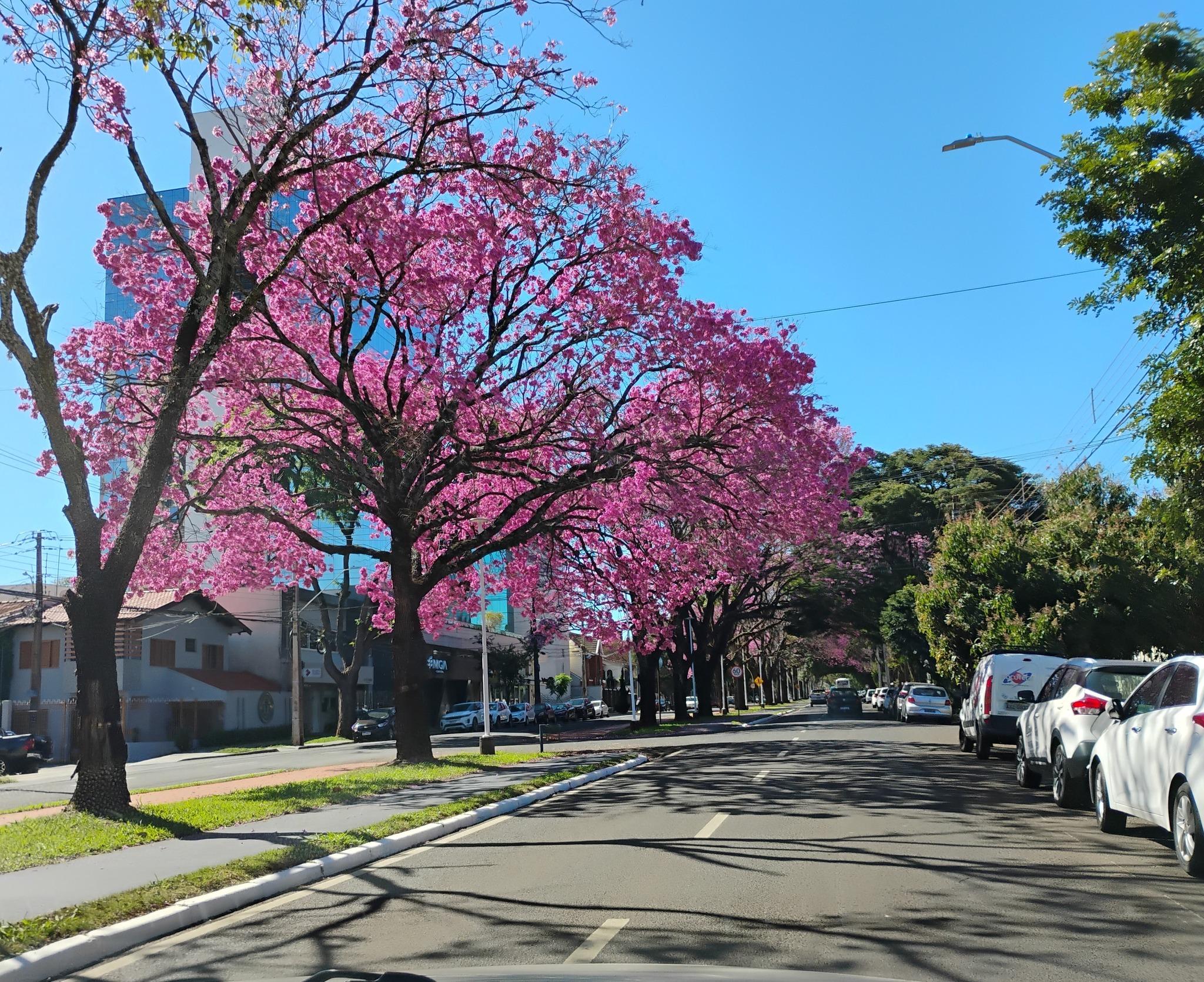 Quarta-feira (13) segue com céu limpo em Maringá; máxima atinge 28° C