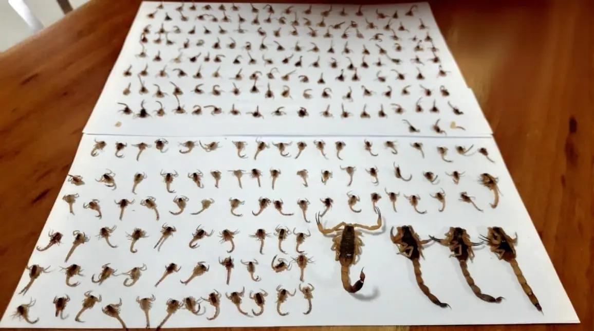 Moradora de Maringá encontra cerca de 300 escorpiões dentro de casa em uma semana