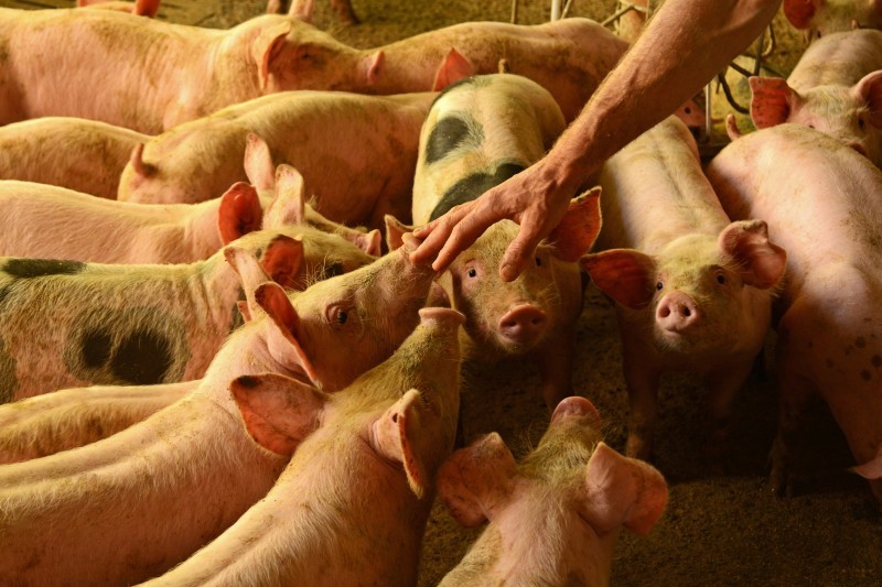 Suíno custa R$ 5,20 o quilo em Campo Mourão