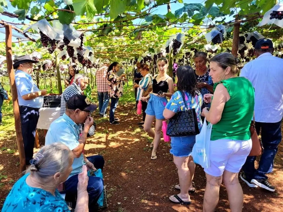 Sistema ‘colha e pague’ faz sucesso em parreiral na região