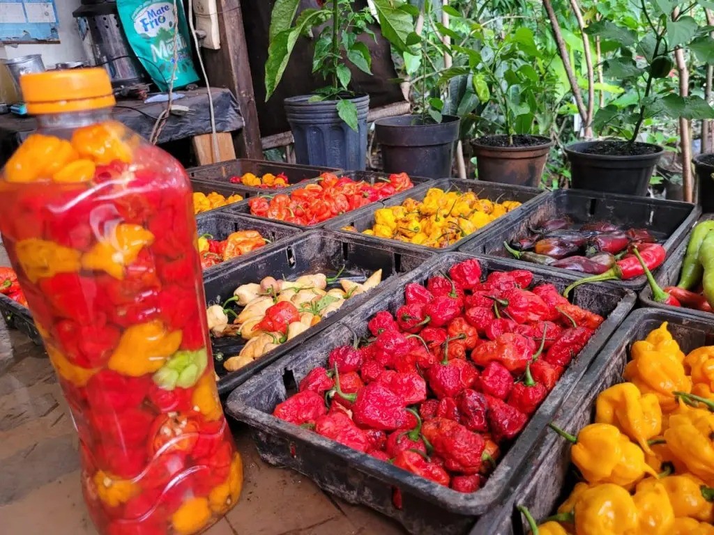 Produtor cultiva mais de 200 tipos de pimenta; conheça as mais ardidas