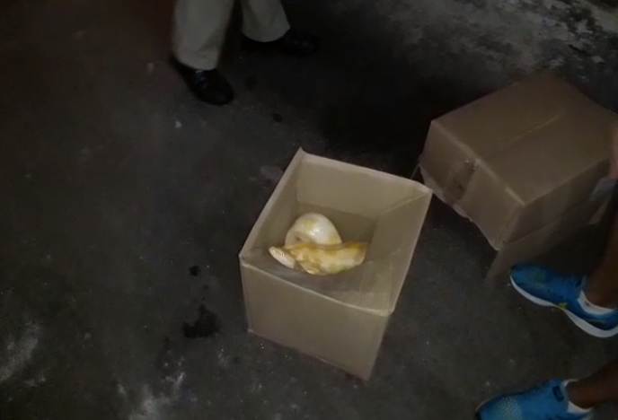 Bombeiros capturam cobra na zona 7