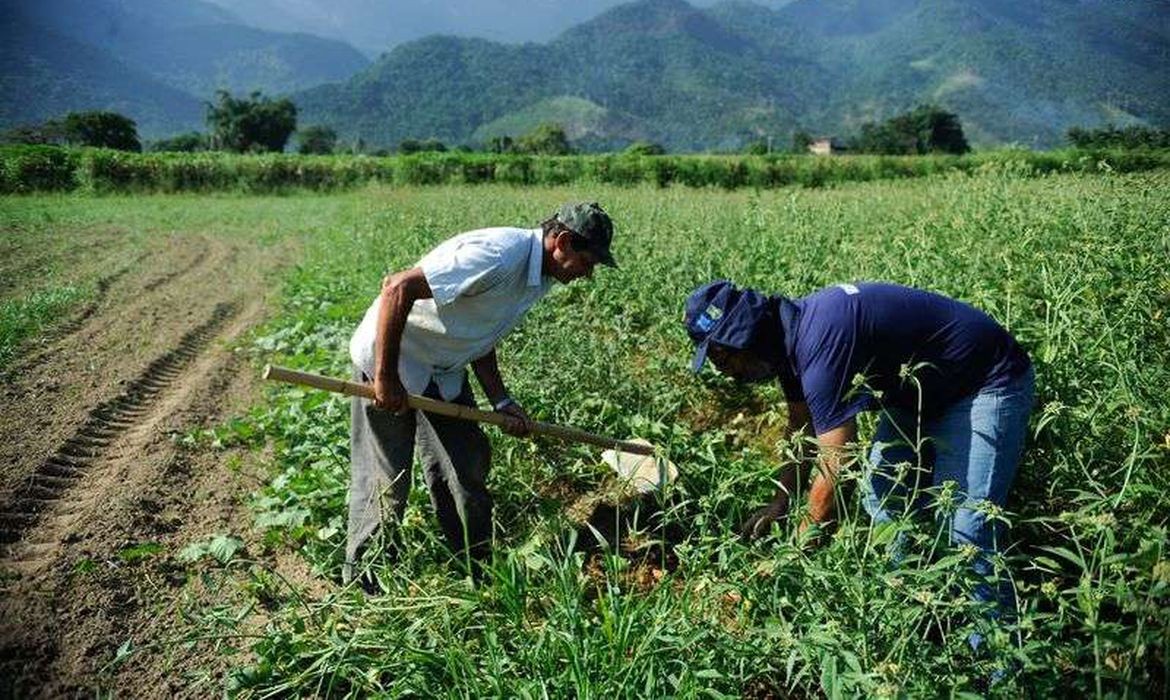 Dois terços do alimento em nossa mesa vêm da produção familiar
