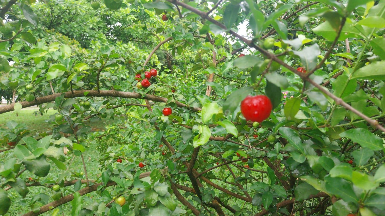 Nutricionista explica diferença entre pitanga e acerola, frutas disponíveis à população em passeios públicos
