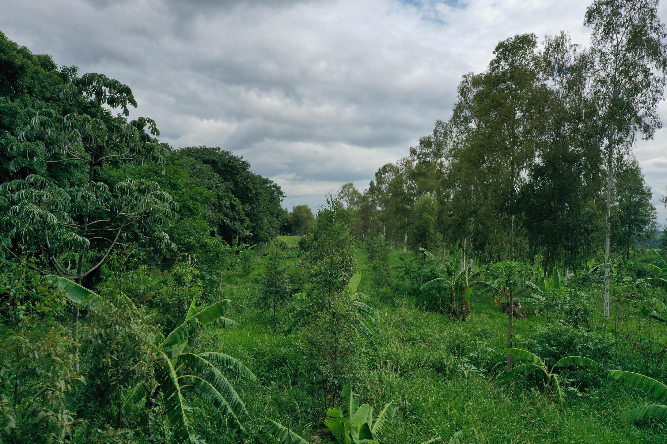 Biólogo utiliza técnica milenar de agrofloresta para produzir café e outras frutas em Altônia