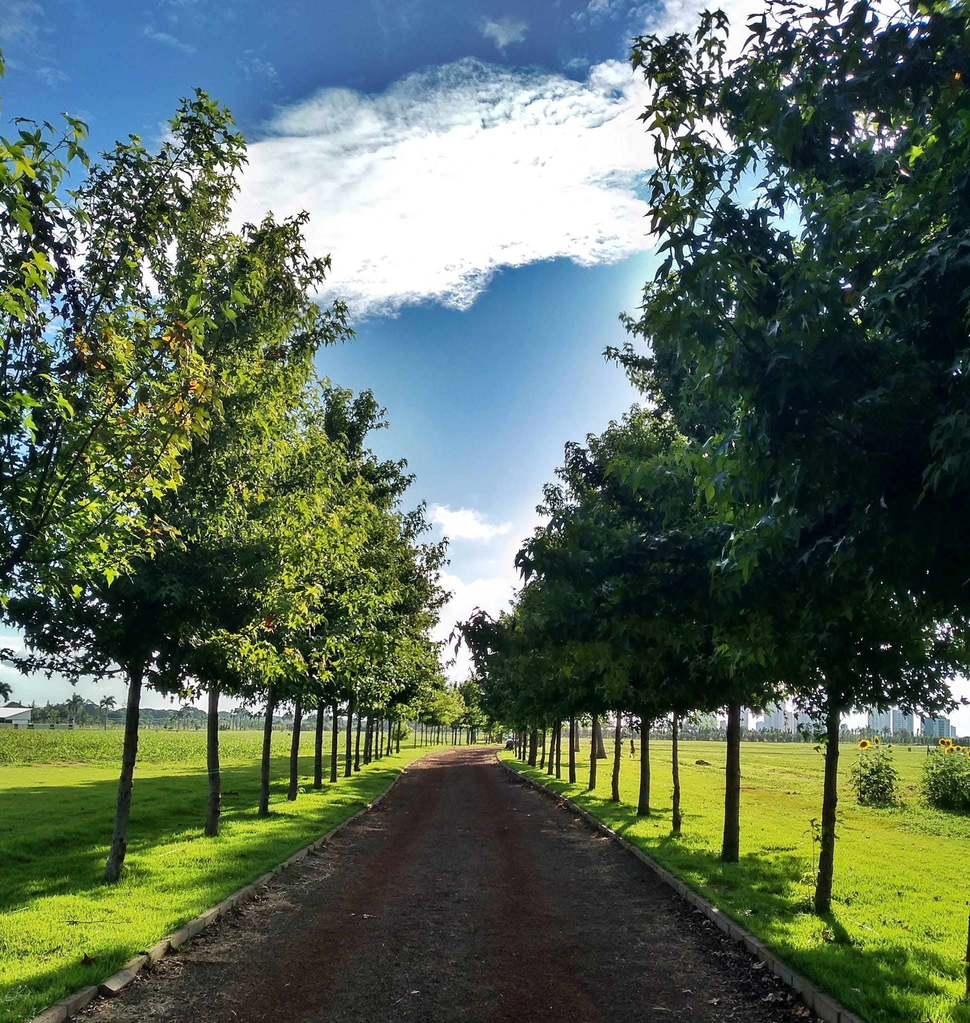 Segunda-feira com tempo estável e máxima de 29°C; confira como fica o tempo nesta semana em Maringá