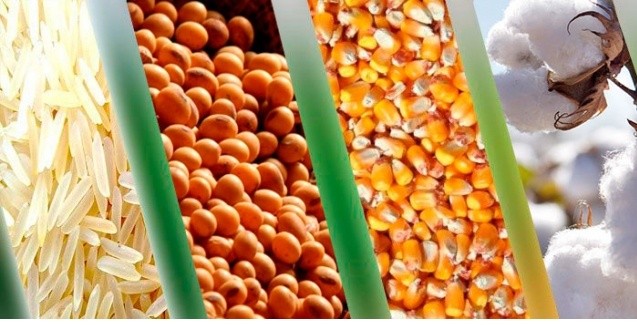 Perspectiva da Conab prevê aumento de 3,6% na produção da safra até 2020